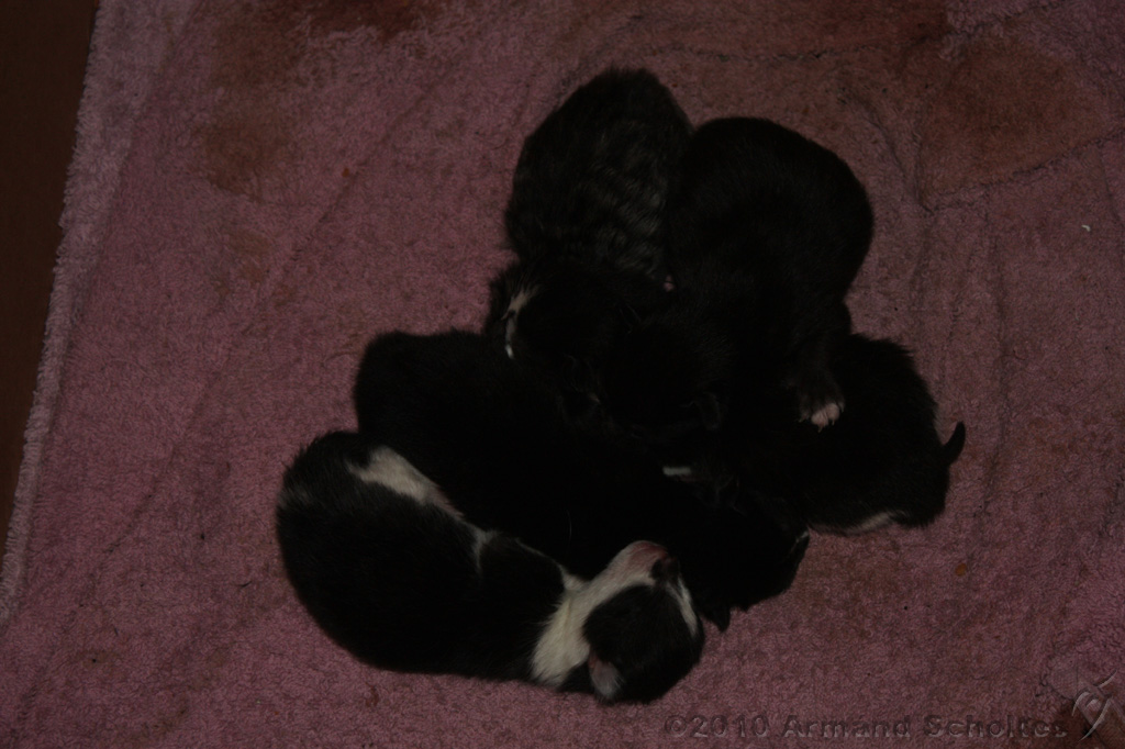 Nestje Kittens_004.jpg